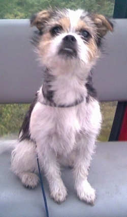 A wiry-looking white, black and tan Fo-Tzu is sitting on a grey bench and looking up.