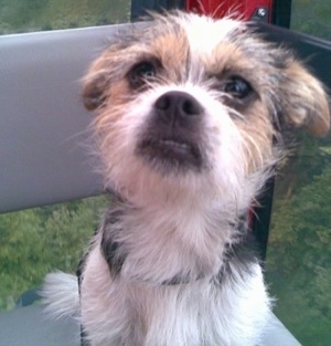 Close Up - A wiry-looking white, black and tan Fo-Tzu is sitting in the corner of a grey bench