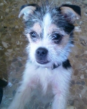 A white, black and tan Fo-Tzu puppy is standing on a floor jumped up on its hind legs against a person