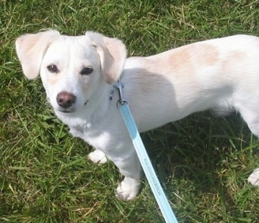 Side view - A white and cream Foxingnese dog standing outside on a light blue leash and looking up. It has ears that hang down to the sides and a short coat, brown nose and dark almond shaped eyes.
