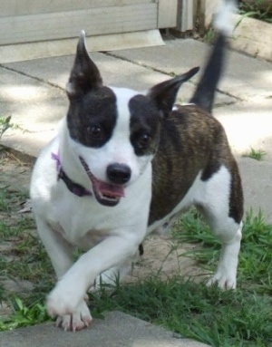 fox terrier bulldog mix