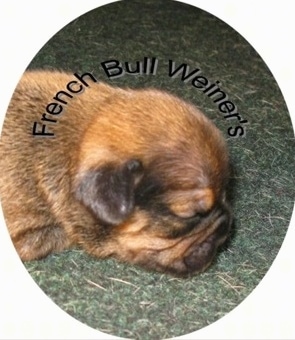 A tan with black French Bull Weiner puppy is sleeping on a rug. The Words - French Bull Weiner's - are overlayed