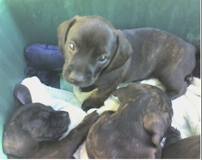 A litter of brown brindle puppies are sitting and laying down on a bunch of towels inside of a green container. One is looking up and another is sleeping.