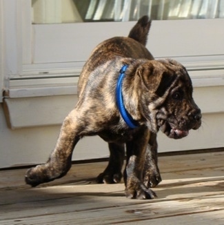 A brown brindle Frenchie-Pei puppy is wearing a blue collar and walking across a wooden porch. There is a white sliding door behind it