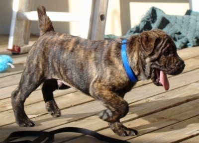 A brown brindle Frenchie-Pei puppy is pointing on a wooden deck. Its mouth is open and it tongue is out