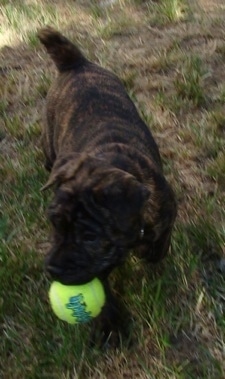 A brown brindle Frenchie-Pei puppy is walking through a lawn with a tennis ball in its mouth