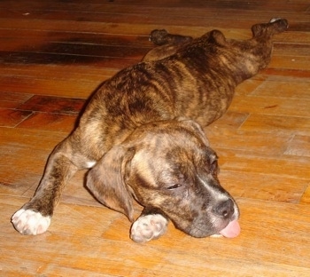 A brown brindle with white Frengle is sleeping on a hardwood floor. Its tongue is out
