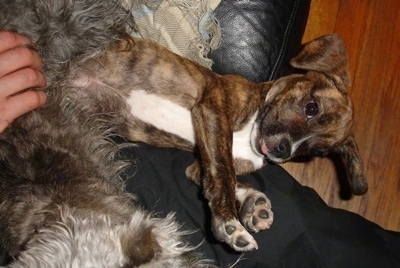 A brown brindle with white Frengle is laying on its back on a black leather couch. There is another dog walking over it. A person is petting the other dog