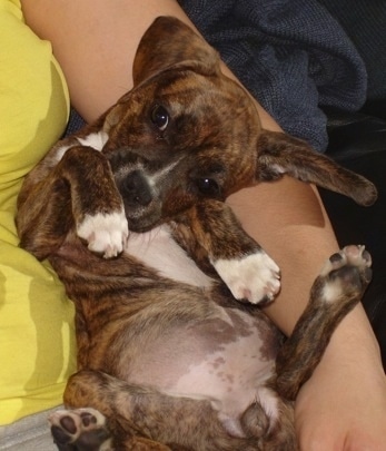 A brown brindle with white Frengle is laying in the arms of a person in a yellow shirt. Its head is turned to the right