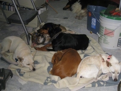 Five dogs are laying on a blanket on the floor in a garage. Three dogs are sleeping. One dog is laying on its back next to another black with brown dog. In the background there is a 6th fuzzy dog sleeping on its side.