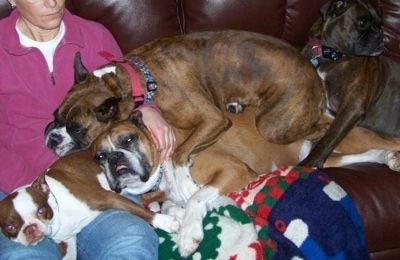 Four dogs are laying and sleeping on a couch next to a lady in pink on a leather couch