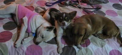 Three dogs on a human's bed that has large polka-dots on it - A tan Pomeranian/Rat Terrier mix in a pink shirt and tan sweater next to a black with tan and white longhaired Chihuahua next to a sleeping brown Miniature Dachshund.