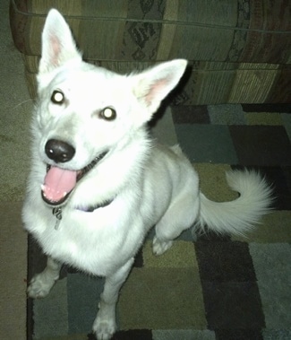 Close up front view - A white German Shepherd is sitting on a rug, it is looking up, its mouth is open and it looks like it is smiling.