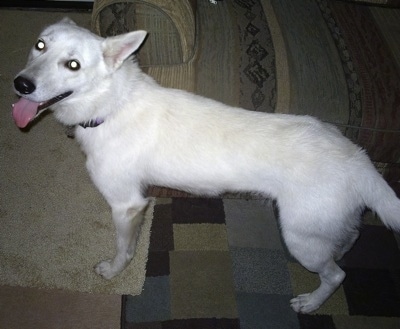 The left side of a white German Shepherd that is standing on a rug looking forward. Its mouth is open and its tongue is out. It looks relaxed and happy.