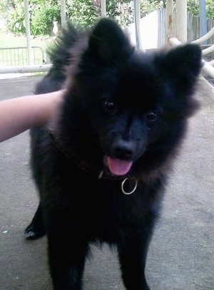 A fluffy black German Spitz is standing outside at a park. Its mouth is open and tongue is out
