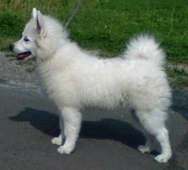 large spitz