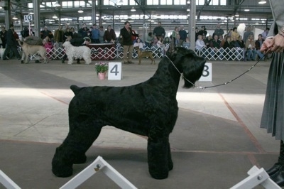 A black Giant Schnauzer is posing at a dog show. There is a person holding its leash in front of it. In the background is a crowd of dogs and an audience.