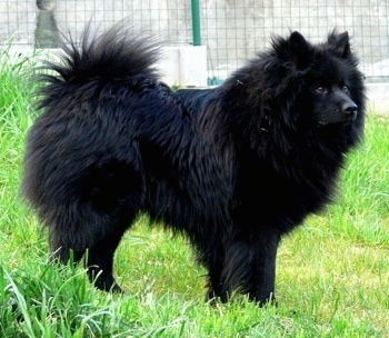 giant fluffy black dog