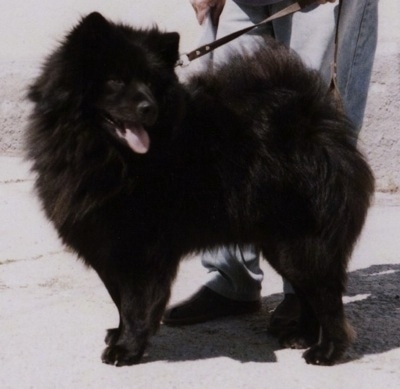 A fluffy black Giant German Spitz dog is standing in front of a person who has its leash. The German Spitz mouth is open and tongue is out