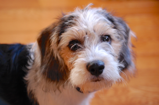 Close up head shot - A black and white with tan Beagle/Bichon puppy