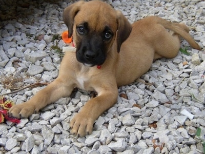 A Golden Boxer puppy is laying on a pile of white rocks and looking up