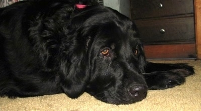 newfoundland and golden retriever