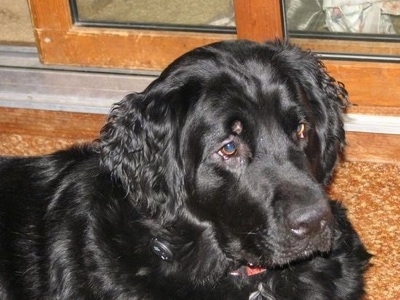 newfoundland and golden retriever