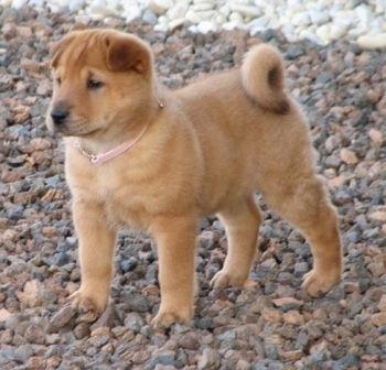 A Golden Pei puppy with a pink collar is standing on rocks and looking to the left
