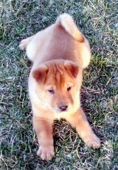 shar pei golden retriever mix