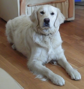 A cream-colored Golden Retriever is laying on a hardwood floor with an arm chair behind it