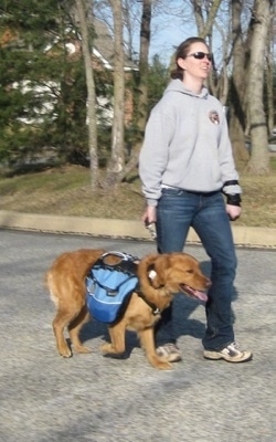 A lady in a grey Amkor Karate sweatshirt is walking a Golden Retriever down a street. The Golden Retriever is wearing a vest and it is panting