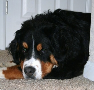 A black, white and tan Great Bernese is laying on a floor in a doorway