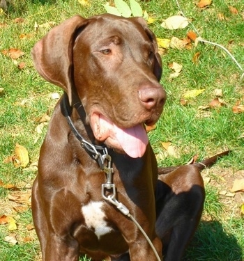 A chocolate with white Great Dane is sitting in grass with fallen leaves around him. Its mouth is open and tongue is out