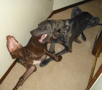 Two Great Dane dogs playing inside a house on top of a tan carpet. A chocolate Great Dane is laying on its side and against a wall and a grey Great Dane is next to it. Both of there mouths are open