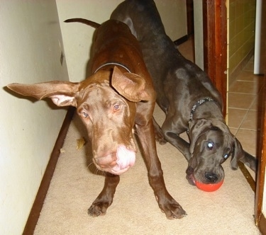 A chocolate Great Dane is shaking its head with its ears and tongue flapping next to a play bowing gray Great Dane that has a red ball in its mouth