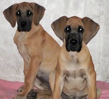 Two tan with black Great Dane puppies are sitting on a pink blanket in front of a white wall and looking forward