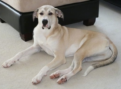 A tan and white Great Pyredane is laying on a tan floor next to a black and tan ottoman