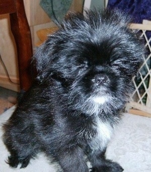 Close Up - A black with white Griffonese puppy is sitting on a tan dog bed with a brown baby gate behind it. Its eyes are closed