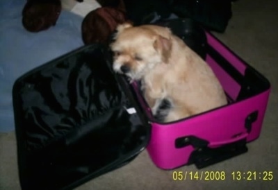 A tan Griffonese dog is sitting in a pink suitcase with its head leaning on the open flap end.