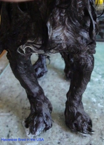Close up - A wet black dog is standing on a glass surface. Its legs bend inward.