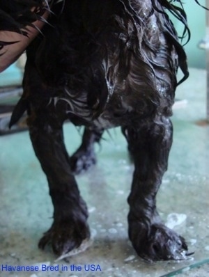 Close up - A wet black dog is standing on a glass surface and a person has their hand under the neck of the dog. The dog's legs bend in so the paws are closer together.