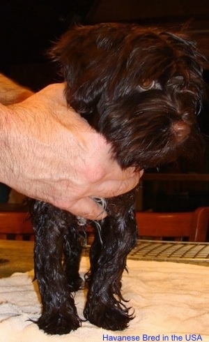 A wet black with white dog is standing on a towel and it is looking to the right. A persons hand is on its neck. The dog has a brown nose and its legs are bent.