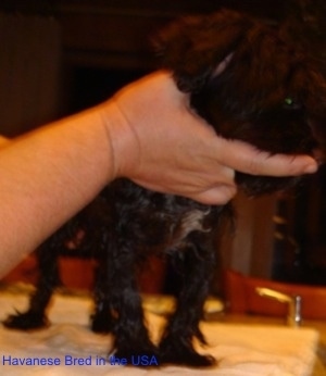 A wet black with white dog is standing on a towel and it is looking to the right. There is a persons hand on its neck and a hand on its back.