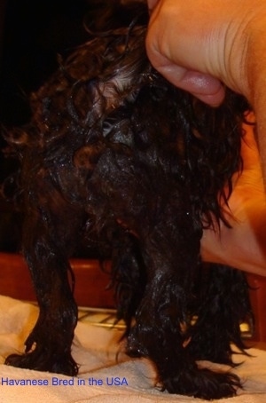 Close up - The back of a wet black dog that is standing on a towel. A person is holding the tail of the dog up and they are holding its body also.