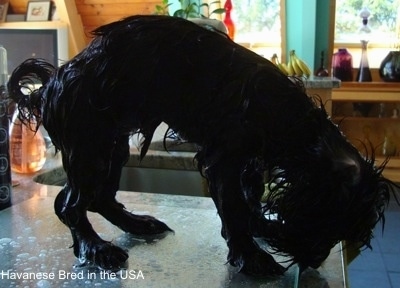 The right side of a wet black dog that is standing on a glass surface and it is lowering its head to sniff the glass. The dog has a high arch.