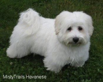A white Havanese puppy is standing in grass and its coat is fluffy and soft looking.