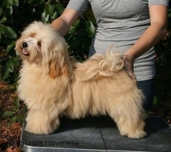 Havanese Dog Breed Pictures, 14