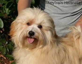 Havanese Dog Breed Pictures, 14
