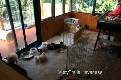 Kallie the Kitten in the corner of a room which has a fooseball table in it. The Havanese pups in a pen are next to the sliding door that is connected to the whelp box