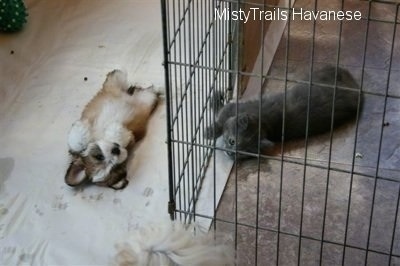 Kallie the Kitten is playing with the cage and looking at a Havanese Pup. A Havanese puppy is laying on its back and looking at the kitten